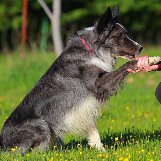 Dog Behavior Training