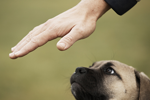 Dog Obedience Training