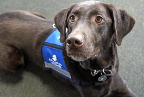 Service Dog Training